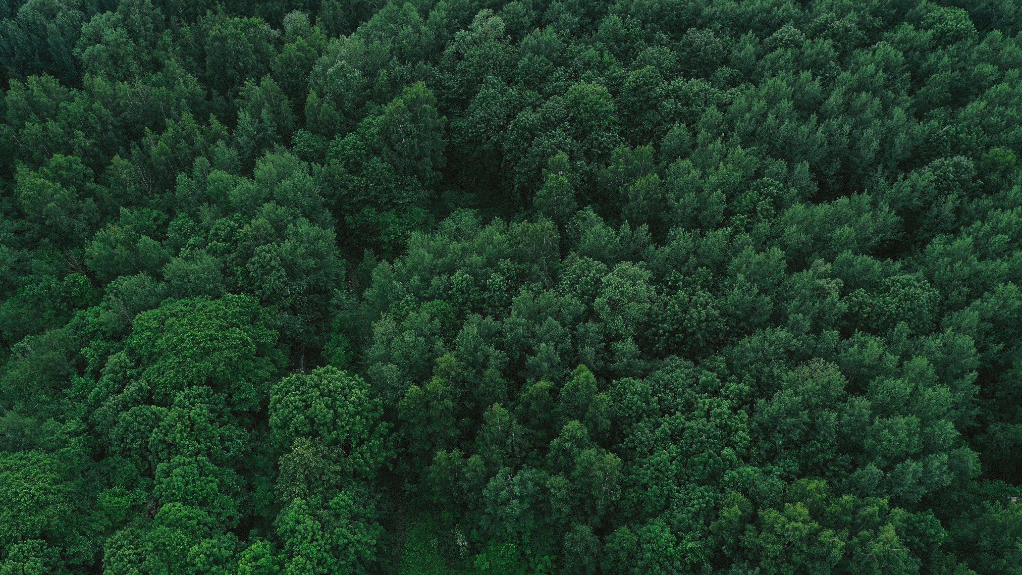 aerial-view-green-forest.jpg