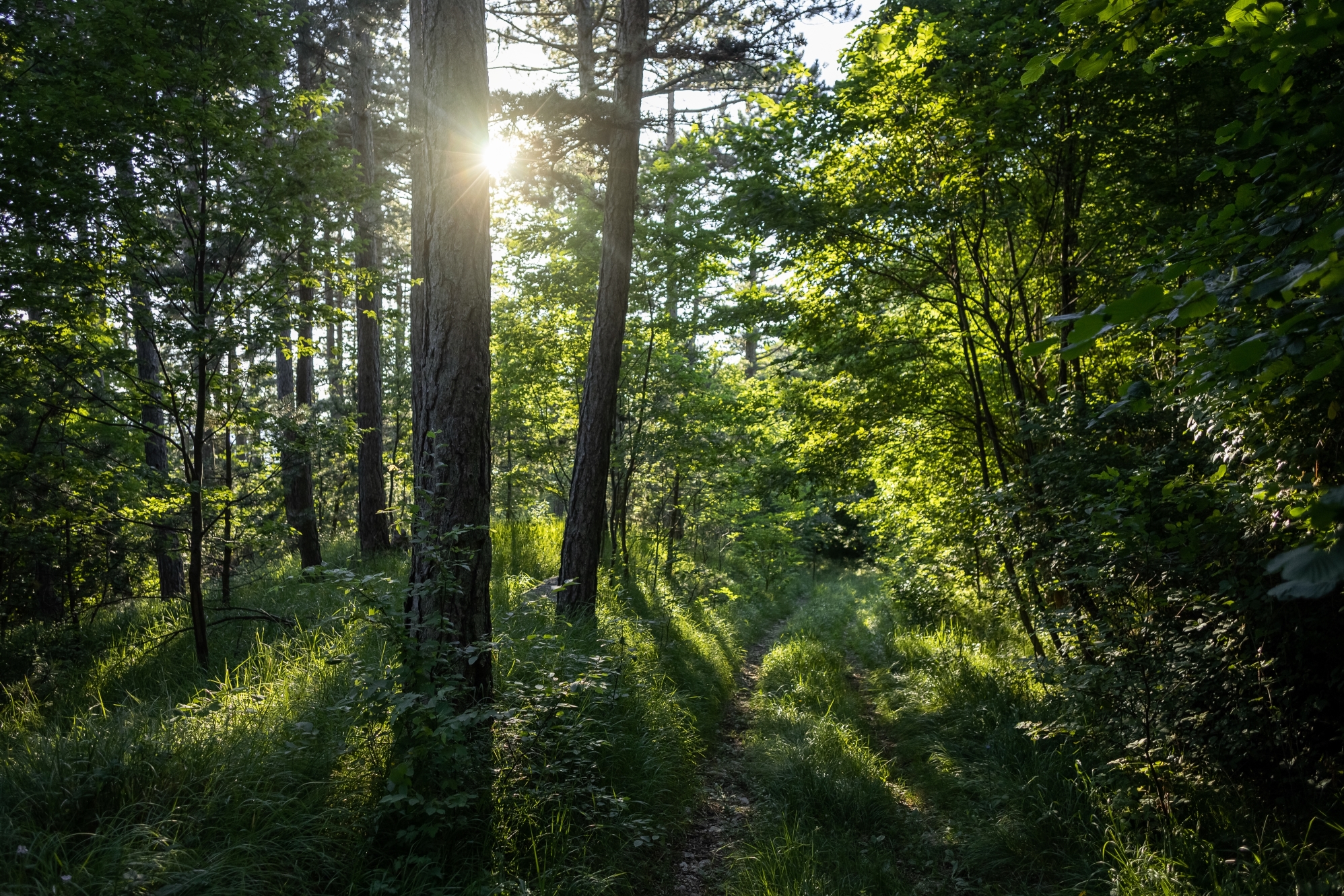 breathtaking-view-amazing-forest-with-lots-trees.jpg